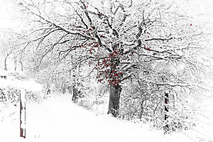 m-beaufils--3-b-le-silence-blanc_51992461240_o