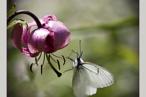 martagon_51992444640_o