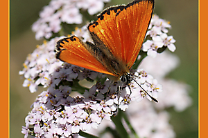 papillon_51990894257_o