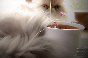 srie-2-chat-alors-3_51990914597_o