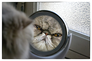 srie-2-chat-alors-7_51992465445_o