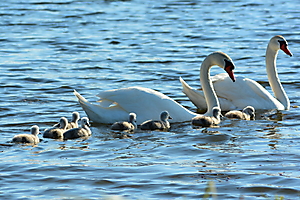 en-famille_52004204903_o