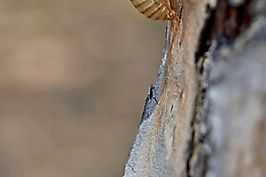 exuvies-de-cigales_52004142486_o