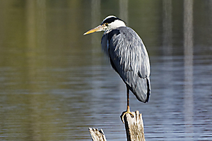 heron_51991988856_o