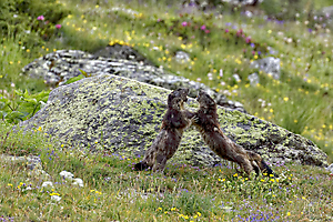 jeunes-marmottes_51992048603_o