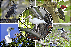 melimelo-costarica-copie_52004714310_o