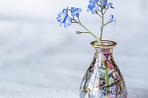 myosotis_51992224054_o