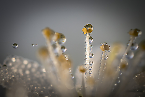 perles-de-rose_51992005831_o