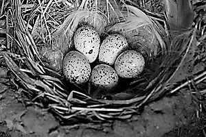 01-hirondelle-rustique-_53060056059_o