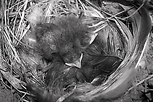 03-hirondelle-rustique---_53059869471_o