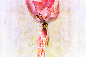 1-m-beaufils---floralies_53058553721_o