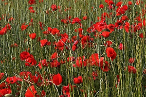 1_1w5a7400_53060328228_o