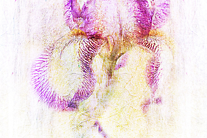 2-m-beaufils---foralies_53058736864_o