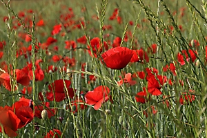 2_1w5a7396_53059259822_o