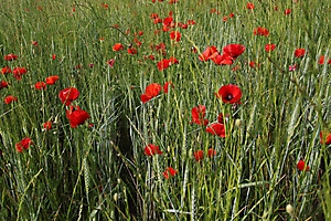 3_1w5a7393_53060029754_o