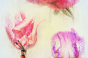 4-m-beaufils---foralies-b_53058553356_o