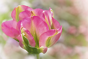 img_6338-copie-2_53061436665_o