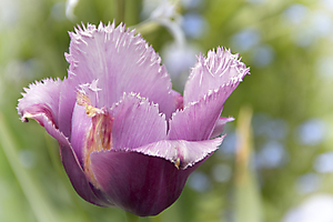 img_6340-copie_53061232359_o