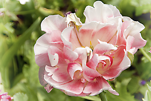 img_6348-copie_53060466937_o