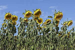 lu-tournesol04_53060468327_o