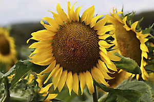 1w5a4579-1-jaune-soleils_53067669964_o