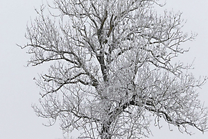 arbre-givr_53067867273_o