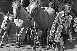 au-petit-trot_53066841932_o