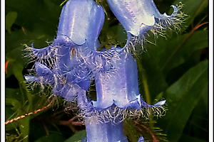 campanule-barbue_53067808470_o