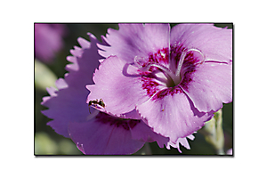dans-mon-jardin-2_53066828927_o
