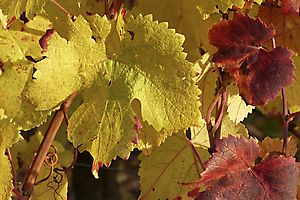 feuille-de-vigne_53067580459_o