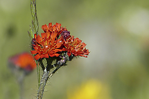 fleur-des-montagnes_53067391431_o