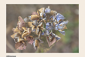 hortensia-copie_53067367561_o