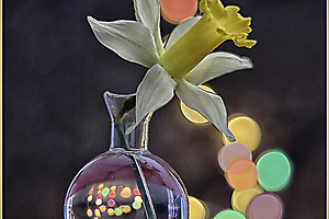 jonquille_53067876265_o
