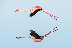 la-vie-en-flamand-rose_53067985883_o