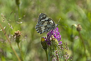 papillon-1--copie_53067556959_o