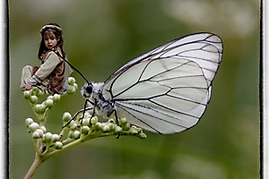 papillon_53067688544_o