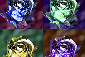 roses-copie_53067493346_o