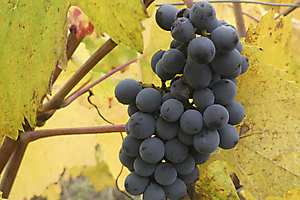 vigne-en-cote-dor_53067888618_o