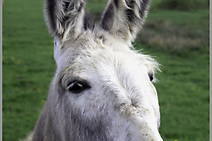 Ane copie 1 -Lucienne LU