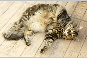 Chatte 1-Lucienne LU