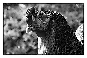 Daniel-Poule Race coucou de Rennes