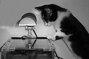 Drôle de bête -Yves D