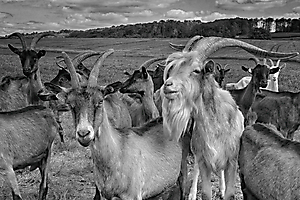 le bouc et sa cour-Lucienne La