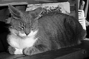 Pierre- Refuge de Grimonne