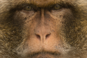 Singe1_CyrilleBollard