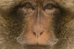 Singe2_CyrilleBollard