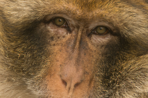 Singe3_CyrilleBollard