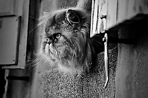 Surveillance -Pascale