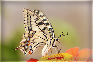 1 M. Beaufils - Machaon 