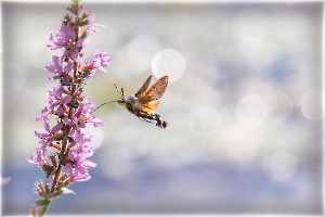 2 M. Beaufils - Moro sphinx 